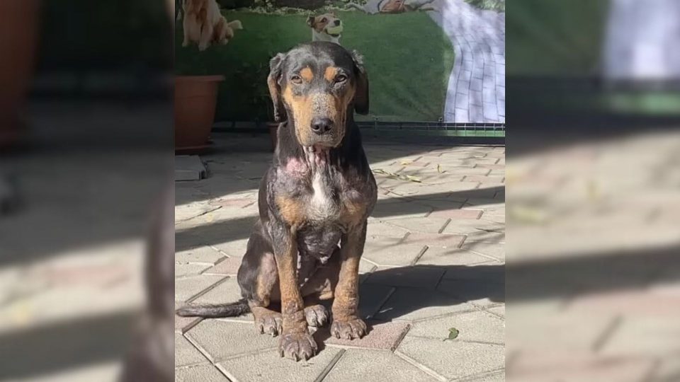 Sick Stray Pup Begged For Help In Front Of A Shelter, Wishing To Be Happy Like Other Dogs