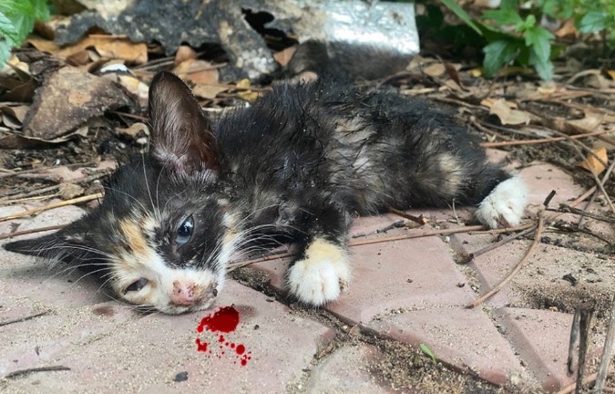 Poor kitten lost its mother, stopped breathing and no one cared!.