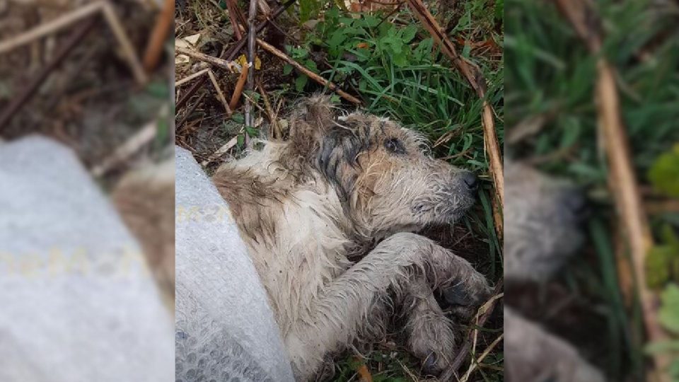 Heartlessly Dumped Dog Was Lying Alone In The Woods Until Good People Gave Him A New Chance