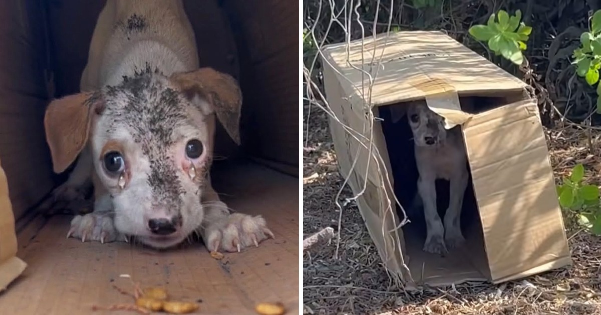 This homeless puppy refuses to leave his cardboard shelter; I cried when I saw him.