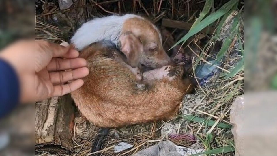 Rescuers Were Heartbroken To Find A Severely Malnourished Dog Living Next To A Highway