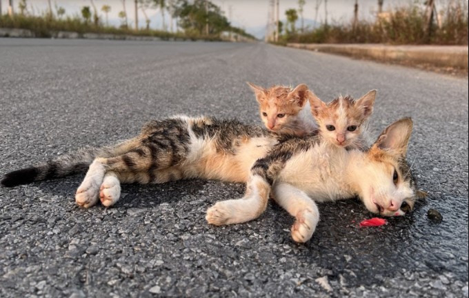 A mother cat and stray kittens on the highway will have a dangerous accident if not rescued in time.