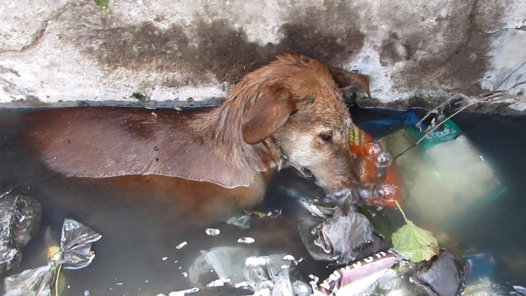 Heart-wrenching Scene: A Forsaken Dog Found Sleeping in a Water-filled Hollow by the Roadside.