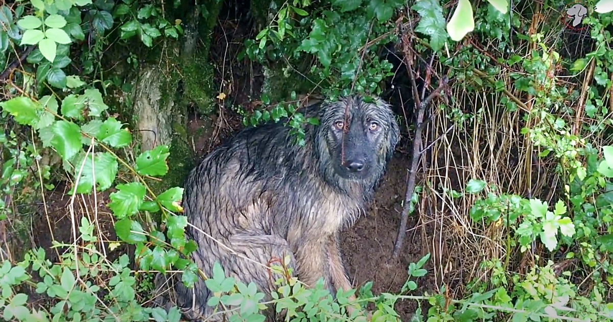 The Heartbreaking Fidelity of a Deserted Dog: Standing in the Pouring Rain, Awaiting Its Family’s Return.