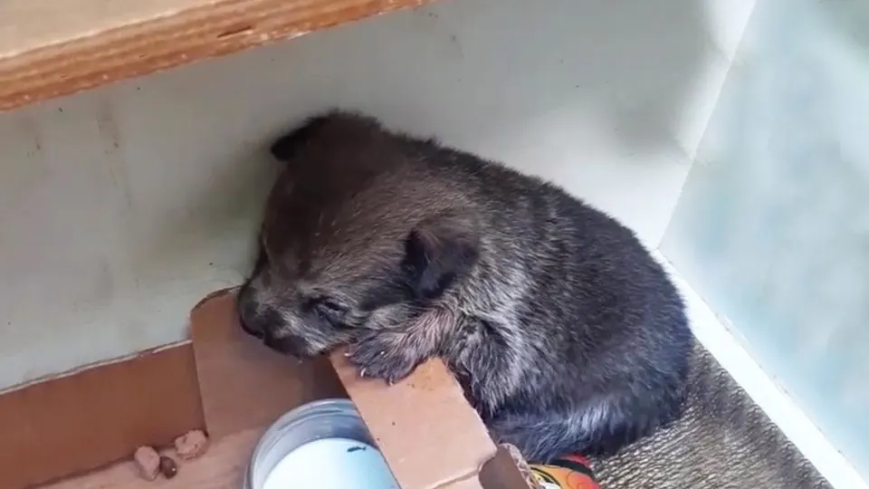 Rescuers Noticed Cries Coming From A Cardboard Box And Couldn’t Believe What They Found In It