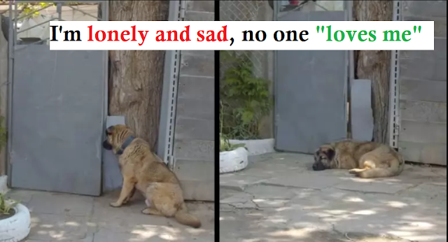 Abandoned and Kind-Hearted: Dog Refuses to Leave Gate After Owner Rejects Him