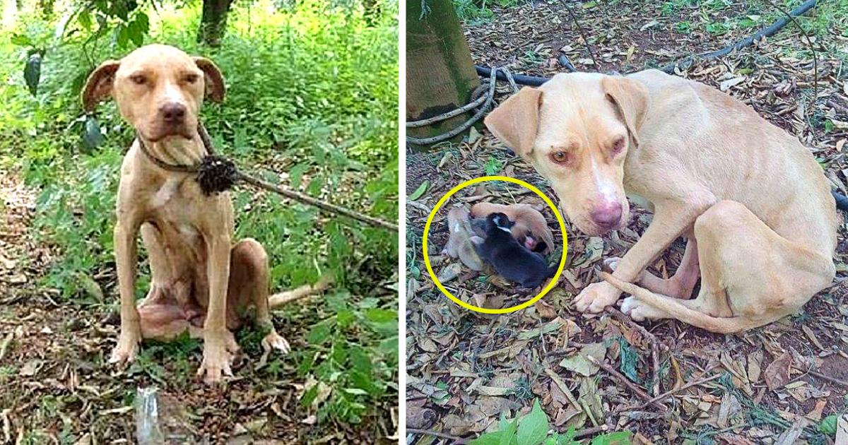 Mama Dog Tied Up And Left To Die, Kept Her Puppies Alive For 10 Days Waiting For Help, Showcasing Unyielding Maternal Love and Determination, a Testament to a Mother’s Unbreakable Bond.