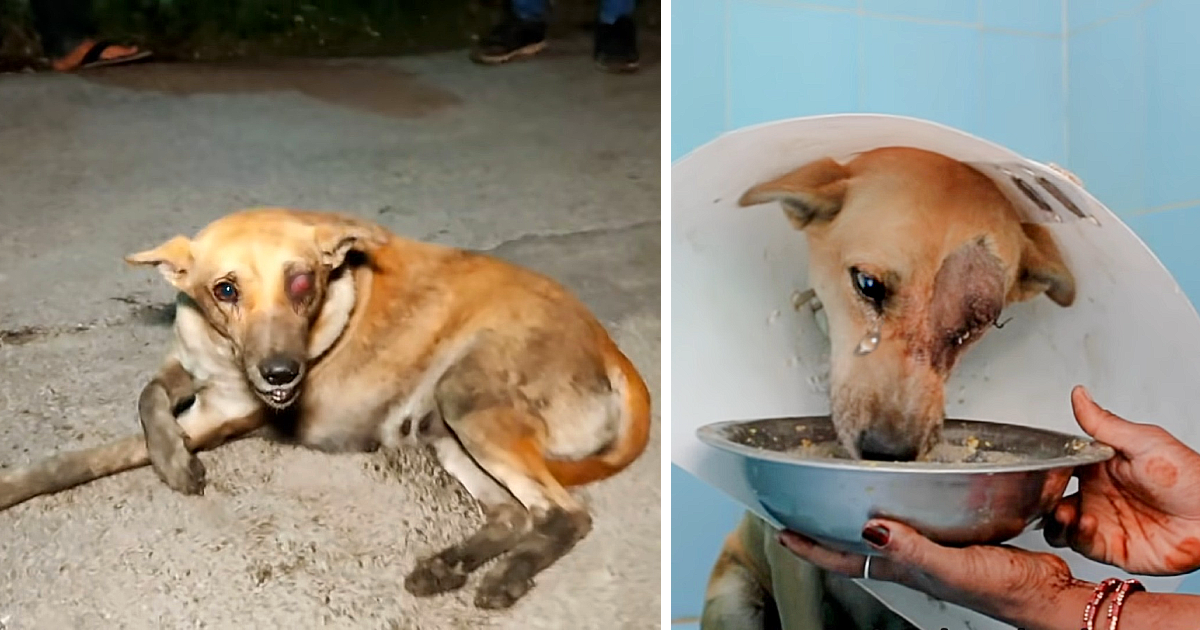 A water dog, facing a broken eye, discovers the warmth of his lover and his dog, learning the true meaning of being loved (video)