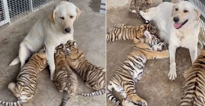 Labrador Becomes Surprising ‘Adoptive Mother’ to Tiger Cubs, Melting Hearts Online