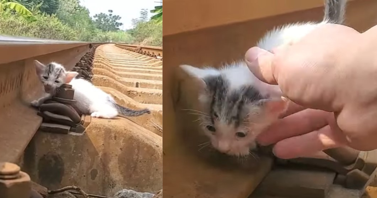 Rescuing a 3-day-old kitten abandoned on the tracks, crying for its cruel fate and waiting for someone to save it.