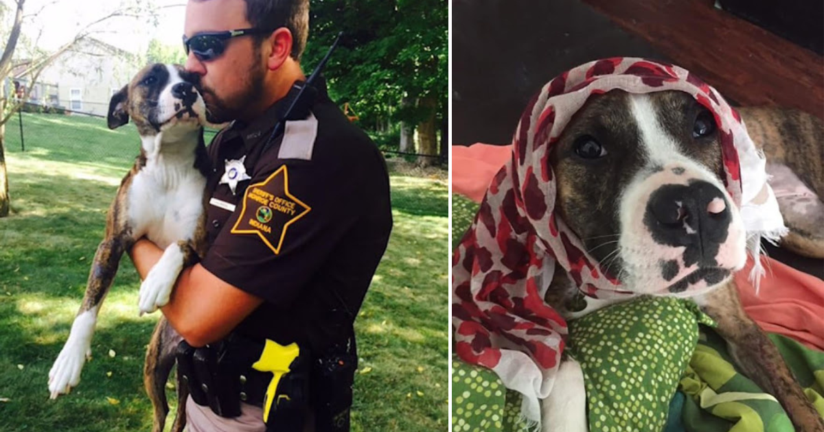 Unwanted Dog Dumped At Park Gets Adopted By The Cop That Rescued Her.