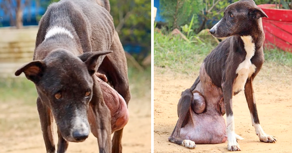 A stray elderly dog, wandering the streets for 10 years with a massive tumor, tormented by pain, upset, and losing faith in life, but receiving no help.
