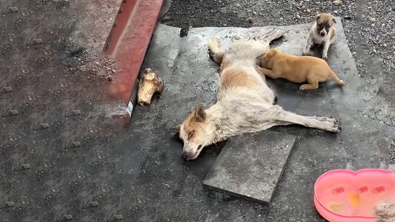 Mother Dog Was Unmoved For 14 Days, Looking At Innocent Little Puppies, She Doesn’t Want To Give Up