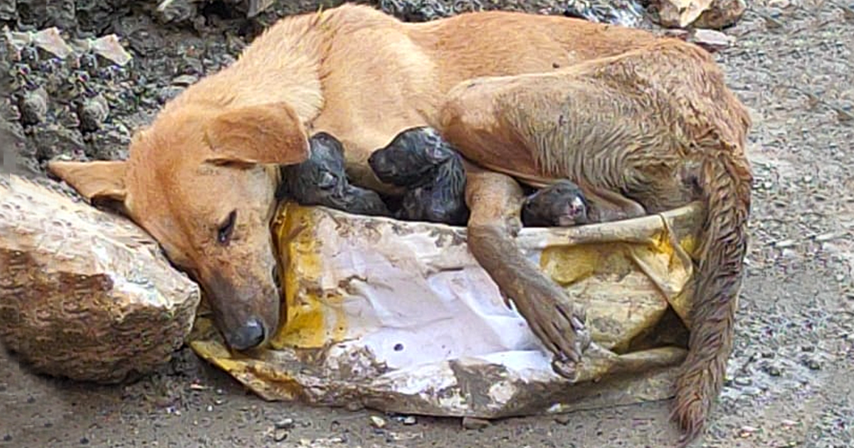 A stray dog collapses amidst rubble, clinging to her puppies while giving birth with great effort.