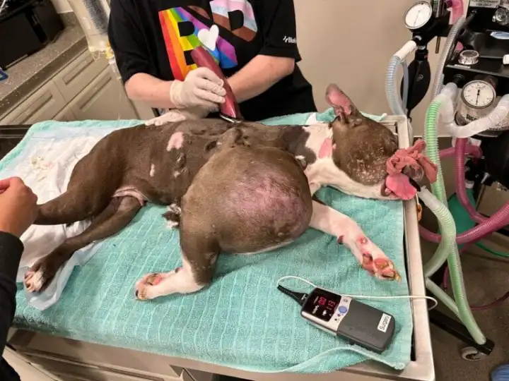 Neglected Pitbull With Massive Tumor the Size of a Volleyball Finally Finds Permanent Home Following Life-Saving Surgery.