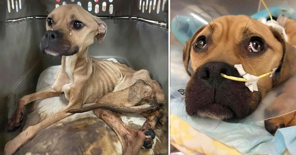 A dog, starved and beaten, fights for her life, expressing gratitude by continuously kissing her veterinarians, showcasing resilience and the enduring capacity for love.