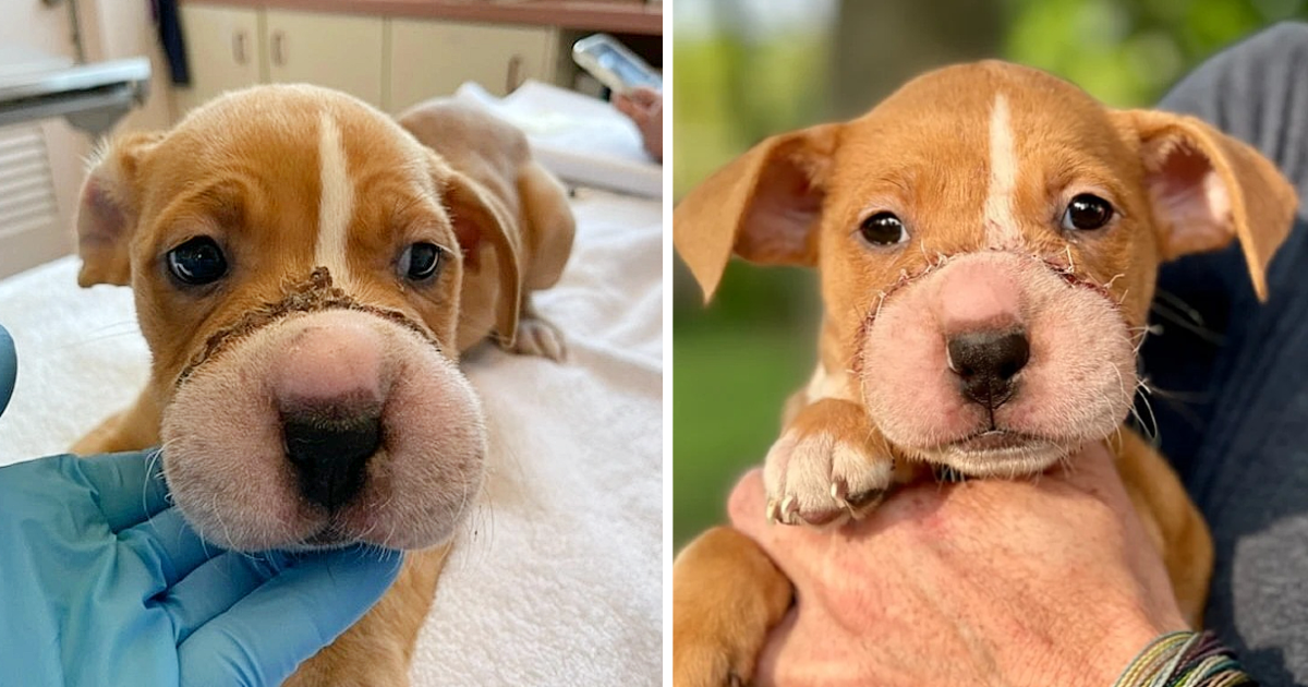 Against all odds, an abused puppy makes a miraculous recovery, overcoming severe cuts to the bone inflicted by a cruel muzzling with a hair tie.