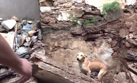Desperate mama dog claws through stone and rubble to rescue her puppies in a display of unwavering determination and love.