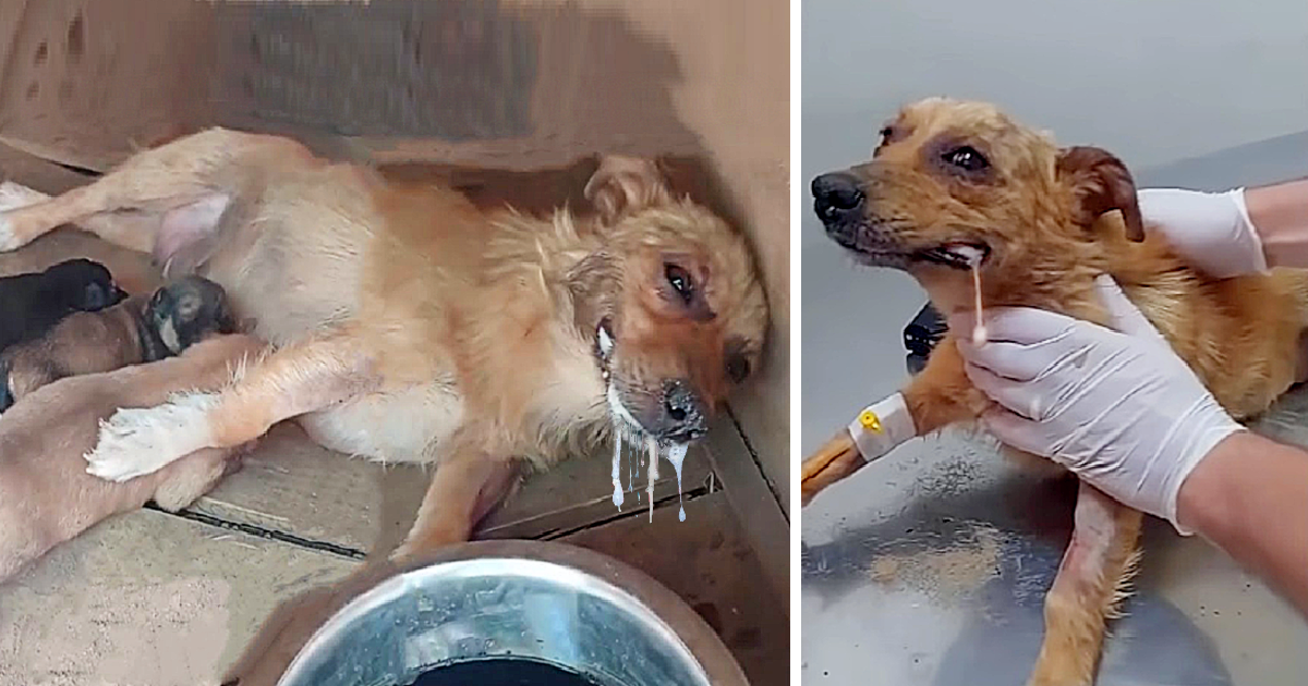Despite being poisoned, a mother dog summons her last ounce of strength to lift her head, imploring for help to save her puppies.
