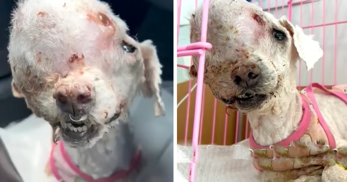 As heartbreaking as it is, a dog bearing a massive tumor on her head was abandoned on the streets and faced rejection for treatment from three consecutive hospitals.