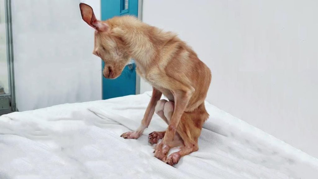 From Malnutrition to Dazzling Beauty: The Magical Transformation of a Chihuahua, Celebrating the Power of Compassionate Love