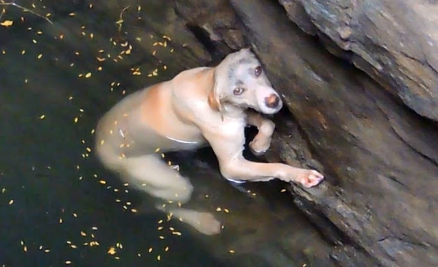 A drowning dog’s desperate wish comes true.