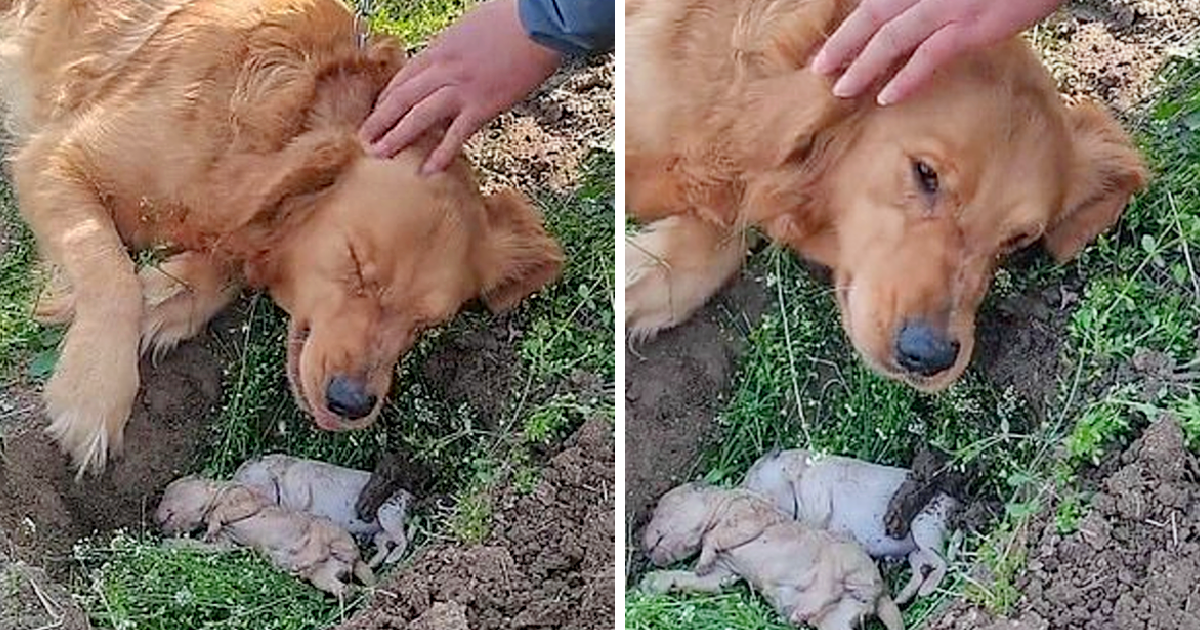 Heartbroken, a mother dog refuses to be separated from her puppies who died during labor, choosing to dig their grave again, showcasing her grief and devotion.
