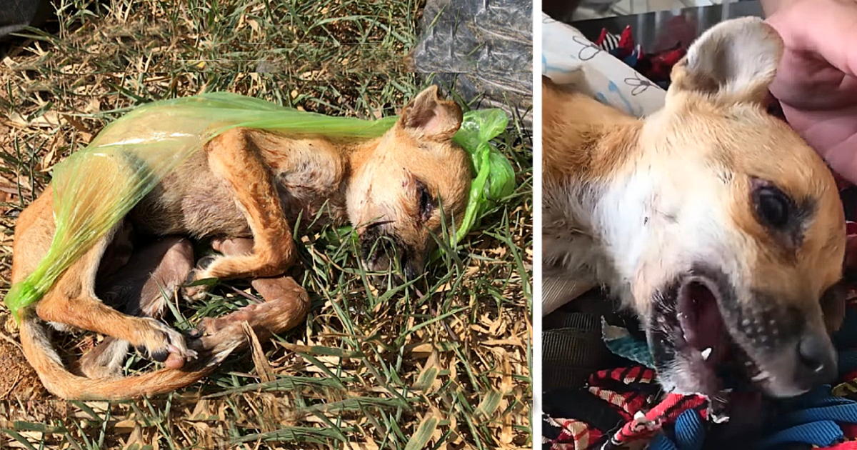 Ailing and heartlessly discarded in the garbage, a puppy found salvation through a compassionate guardian angel who rescued it.