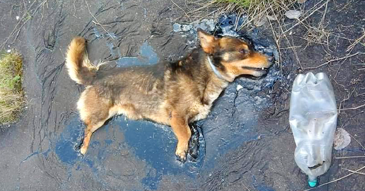 Trapped in tar, a dog summons all his strength to bark for help, desperately seeking assistance.