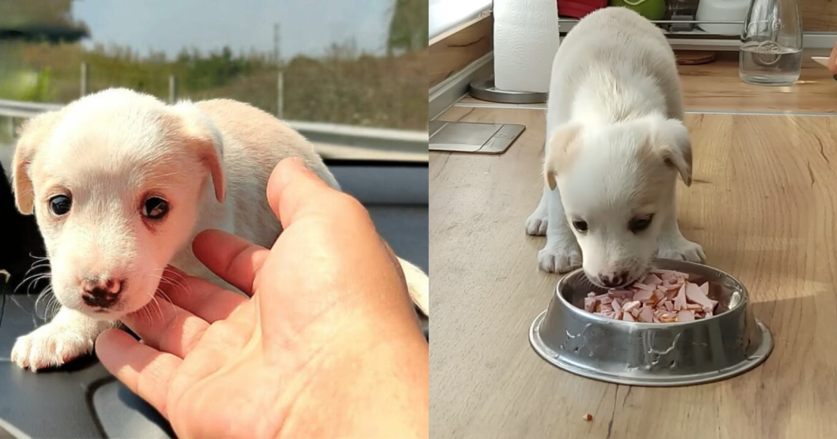 A weeks-old puppy that had been brutally abandoned by its owners grows into the cutest boy ever