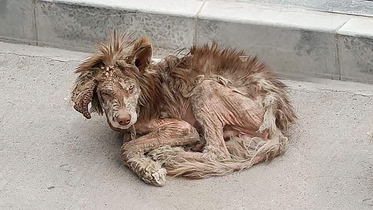 From Despair to Joy: The Red Alaskan Dog Who Found Hope Again